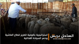 استراتيجية حكومية لتعزيز قطاع الماشية ودعم السيادة الغذائية