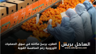المغرب يرسخ مكانته في سوق الحمضيات الأوروبية رغم المنافسة القوية