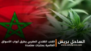 القنب الهندي المغربي يطرق أبواب الأسواق العالمية بمنتجات معتمدة