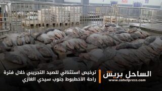 ترخيص استثنائي للصيد التجريبي خلال فترة راحة الأخطبوط جنوب سيدي الغازي