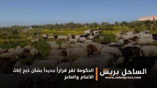 الحكومة تقر قراراً جديداً بشأن ذبح إناث الأغنام والماعز