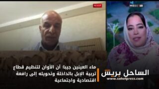 ماء العينين جيبا: آن الأوان لتنظيم قطاع تربية الإبل بالداخلة وتحويله إلى رافعة اقتصادية واجتماعية