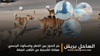 بئر كندوز بين الخطر والسكوت الرسمي: معاناة الكسابة من الكلاب الضالة