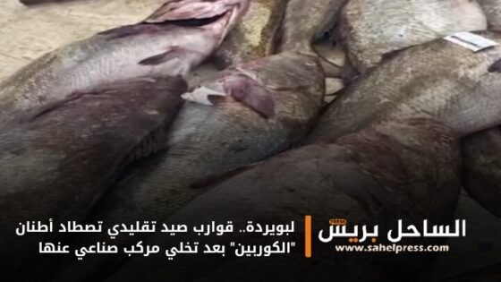 لبويردة.. قوارب صيد تقليدي تصطاد أطنان “الكوربين” بعد تخلي مركب صناعي عنها