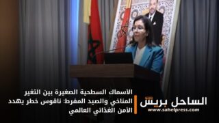 الأسماك السطحية الصغيرة بين التغير المناخي والصيد المفرط: ناقوس خطر يهدد الأمن الغذائي العالمي