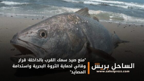 “منع صيد سمك القرب بالداخلة: قرار وقائي لحماية الثروة البحرية واستدامة المصايد”