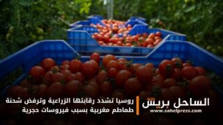 روسيا تشدد رقابتها الزراعية وترفض شحنة طماطم مغربية بسبب فيروسات حجرية