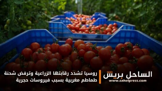 روسيا تشدد رقابتها الزراعية وترفض شحنة طماطم مغربية بسبب فيروسات حجرية