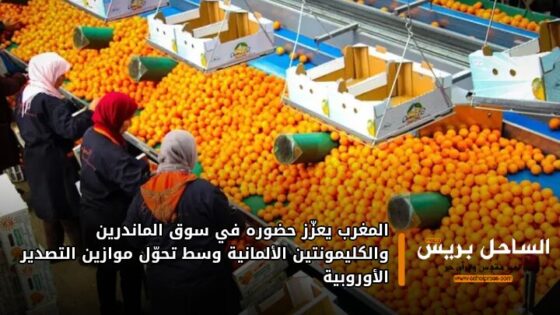 المغرب يعزّز حضوره في سوق الماندرين والكليمونتين الألمانية وسط تحوّل موازين التصدير الأوروبية