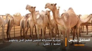 مبادرة مشتركة لتثمين قطيع الإبل وتطوير إنتاجه ( إعلان)