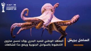 المعهد الوطني للصيد البحري يؤكد تحسن مخزون الأخطبوط بالسواحل الجنوبية ويضع حدًا للشائعات