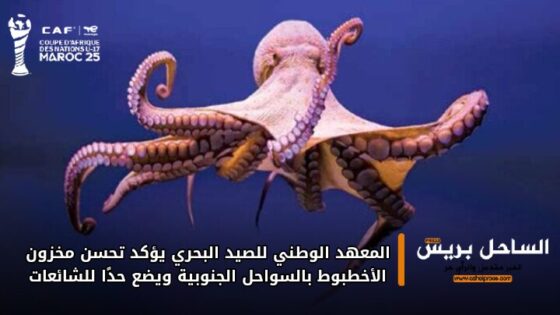 المعهد الوطني للصيد البحري يؤكد تحسن مخزون الأخطبوط بالسواحل الجنوبية ويضع حدًا للشائعات