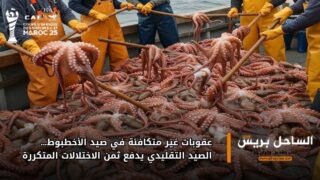 عقوبات غير متكافئة في صيد الأخطبوط… الصيد التقليدي يدفع ثمن الاختلالات المتكررة