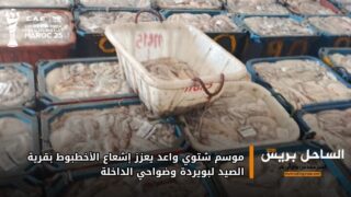 موسم شتوي واعد يعزز إشعاع الأخطبوط بقرية الصيد لبويردة وضواحي الداخلة