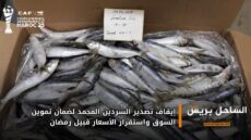 إيقاف تصدير السردين المجمد لضمان تموين السوق واستقرار الأسعار قبيل رمضان