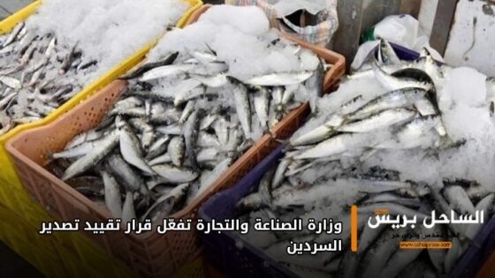 وزارة الصناعة والتجارة تفعّل قرار تقييد تصدير السردين