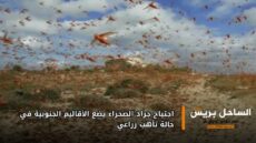 اجتياح جراد الصحراء يضع الأقاليم الجنوبية في حالة تأهب زراعي