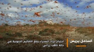 اجتياح جراد الصحراء يضع الأقاليم الجنوبية في حالة تأهب زراعي