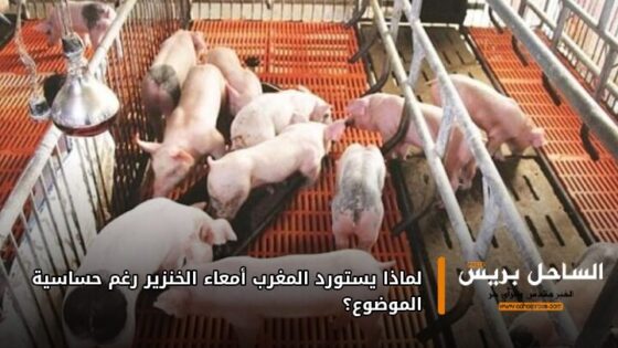 لماذا يستورد المغرب أمعاء الخنزير رغم حساسية الموضوع؟