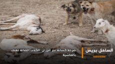 صرخة كسابة بئر أنزران: الكلاب الضالة تفتك بالماشية