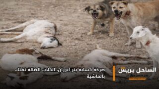 صرخة كسابة بئر أنزران: الكلاب الضالة تفتك بالماشية