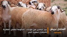 عيد الأضحى في موعده… الحكومة تطمئن المغاربة باستمرار شعيرة النحر