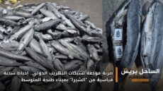 ضربة موجعة لشبكات التهريب الدولي.. إحباط شحنة قياسية من “الشيرا” بميناء طنجة المتوسط