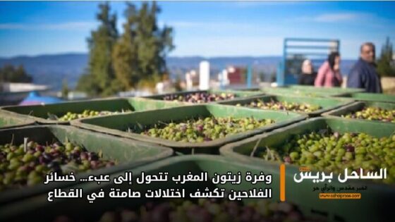 وفرة زيتون المغرب تتحول إلى عبء… خسائر الفلاحين تكشف اختلالات صامتة في القطاع