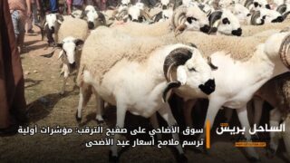 سوق الأضاحي على صفيح الترقب: مؤشرات أولية ترسم ملامح أسعار عيد الأضحى