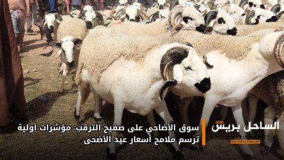 سوق الأضاحي على صفيح الترقب: مؤشرات أولية ترسم ملامح أسعار عيد الأضحى