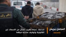 الداخلة.. إحباط تهريب أطنان من الأسماك غير القانونية وتوقيف مشتبه فيهما