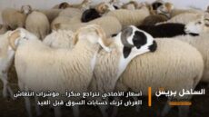 أسعار الأضاحي تتراجع مبكراً… مؤشرات انتعاش العرض تربك حسابات السوق قبل العيد