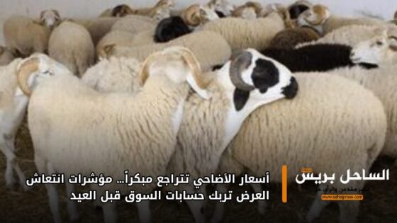 أسعار الأضاحي تتراجع مبكراً… مؤشرات انتعاش العرض تربك حسابات السوق قبل العيد