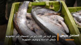 حجز أزيد من 690 كلغ من الأسماك غير القانونية شمال الداخلة وتوقيف المتورط