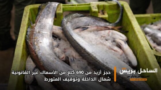 حجز أزيد من 690 كلغ من الأسماك غير القانونية شمال الداخلة وتوقيف المتورط
