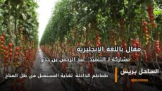 طماطم الداخلة: تغذية المستقبل في ظل المناخ ( صور المقال )