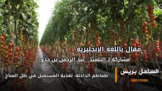 طماطم الداخلة: تغذية المستقبل في ظل المناخ ( صور المقال )