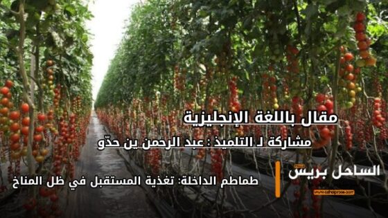 طماطم الداخلة: تغذية المستقبل في ظل المناخ ( صور المقال )