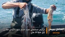 ترخيص استثنائي لصيد الحبار جنوب سيدي الغازي إلى غاية 31 ماي