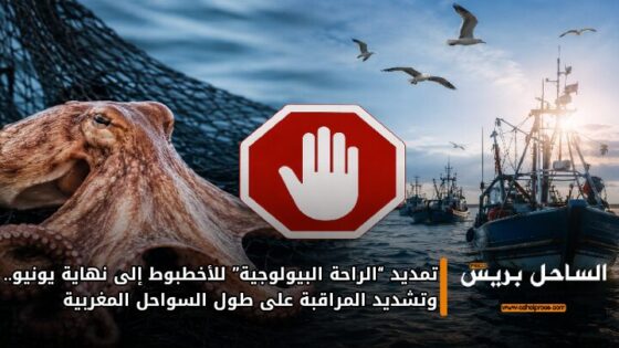 تمديد “الراحة البيولوجية” للأخطبوط إلى نهاية يونيو.. وتشديد المراقبة على طول السواحل المغربية