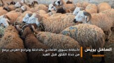 اكتظاظ بسوق الأضاحي بالداخلة وتراجع العرض يرفع من حدة القلق قبل العيد