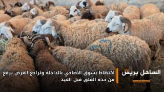 اكتظاظ بسوق الأضاحي بالداخلة وتراجع العرض يرفع من حدة القلق قبل العيد