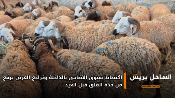 اكتظاظ بسوق الأضاحي بالداخلة وتراجع العرض يرفع من حدة القلق قبل العيد