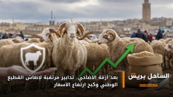 بعد أزمة الأضاحي.. تدابير مرتقبة لإنعاش القطيع الوطني وكبح ارتفاع الأسعار