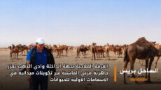 الغرفة الفلاحية بجهة الداخلة وادي الذهب تعزز جاهزية مربي الماشية عبر تكوينات ميدانية في الإسعافات الأولية للحيوانات