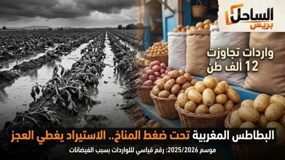 البطاطس المغربية تحت ضغط المناخ.. الواردات تتجاوز 12 ألف طن خلال موسم واحد